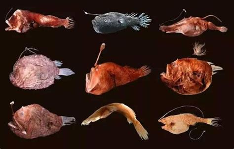 琵琶魚種類
